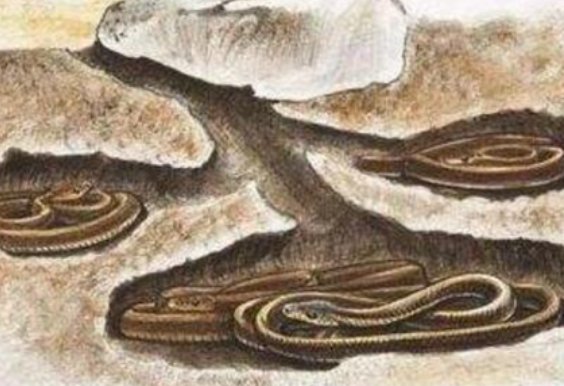 动物冬眠的方式有哪些呢?