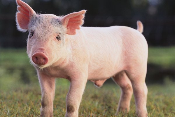 借花献佛指哪个生肖