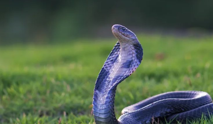 入地钻洞形容什么动物