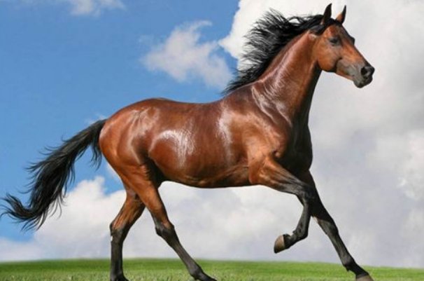 灵活跳跃尘土扬打一正确生肖