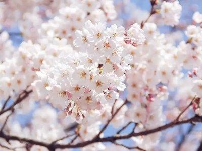 樱花符号怎么写？