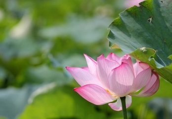 天上白玉京,十二楼五城。。。。下一句？