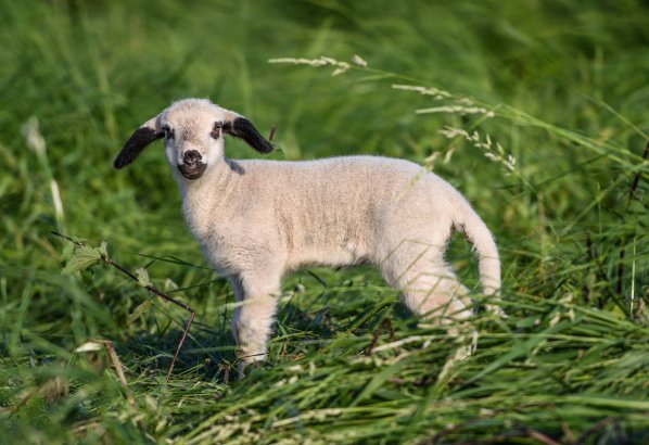 笑谈人生是什么意思指什么动物