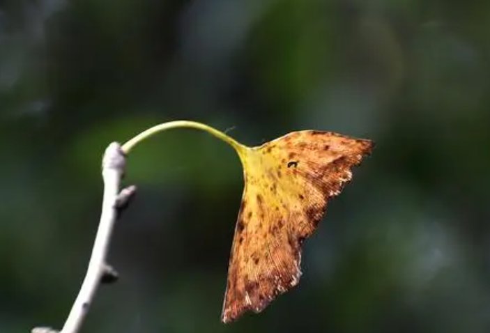 一叶知秋下一句