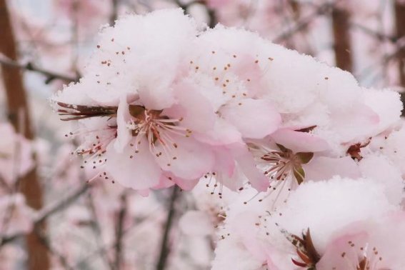 三月桃花雪句子