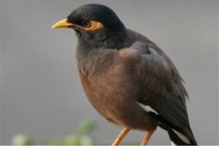 怎样教八哥说话最快