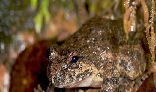 石蹦是保护动物?