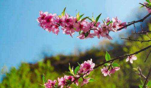 什么的春天前面填什么?