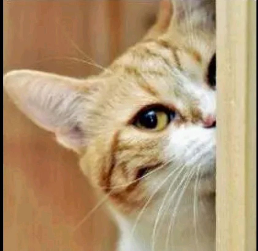 看的组词一年级