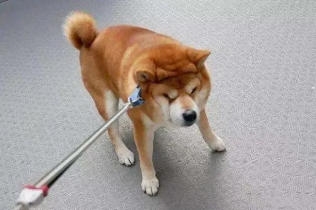 狗狗不听话怎么调教