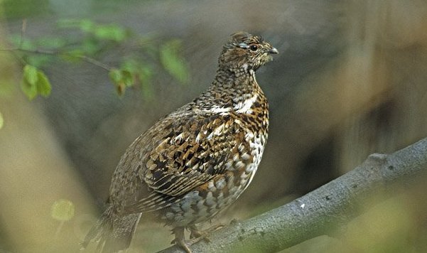 飞龙是什么动物？