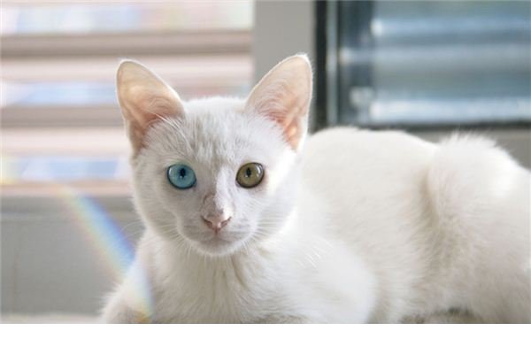 流浪10天的石家庄白猫终于找到了，它到底经历了什么？