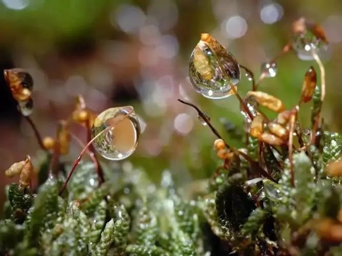 为什么形容露水是白的？“白露”因何而“白”？