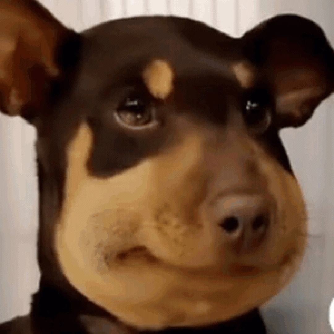 冤种是什么意思