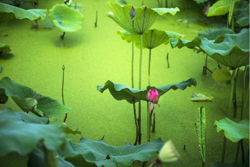 芙渠李渔原文及翻译