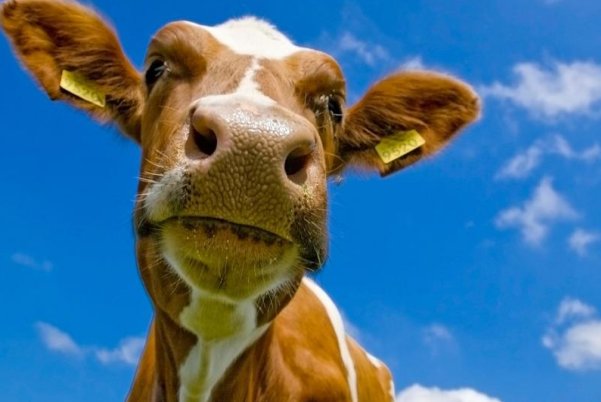 我们和地球猜一猜:在牛的眼中,能看到什么颜色黑色和白色红色和绿色题目来源﹣