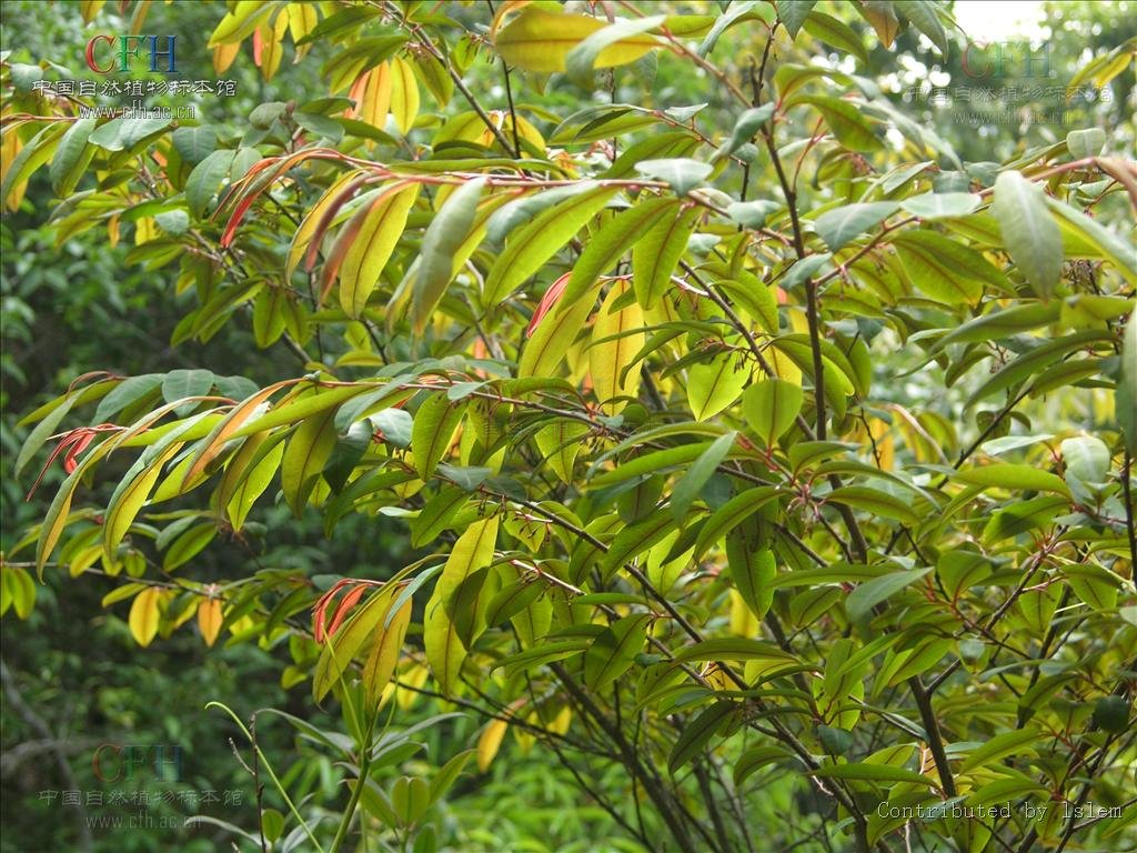 东方古柯的介绍