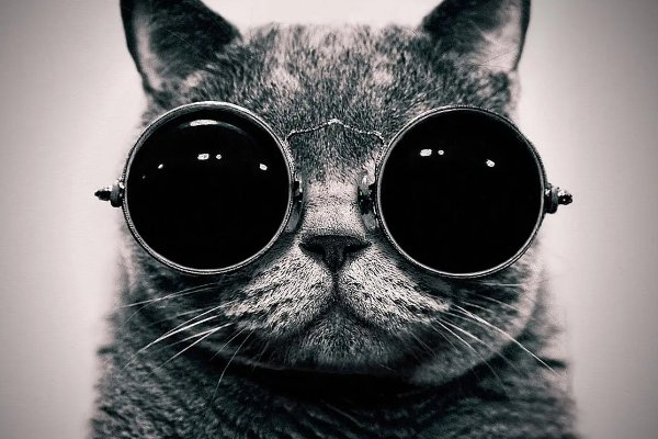 shane是什么意思