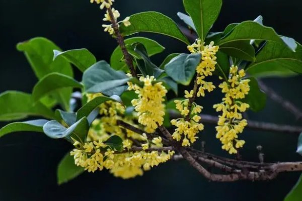 八月十五贡品摆几样