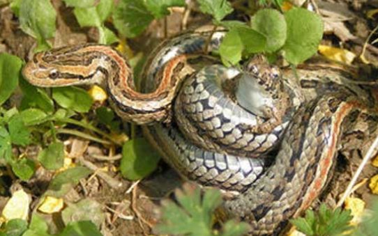 蛇年有哪些好的四字成语吗？