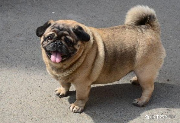 十二生肖中，胆子比较大，无所畏惧勇往直前的是哪些生肖？