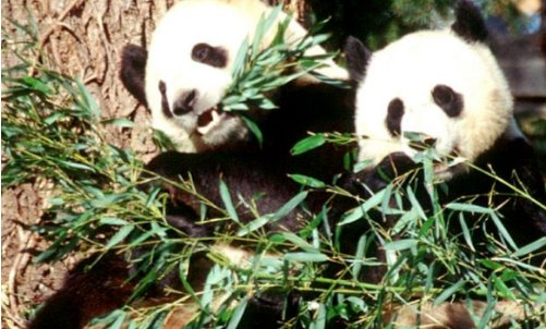 大熊猫喜欢吃毛竹还是青川箭竹？