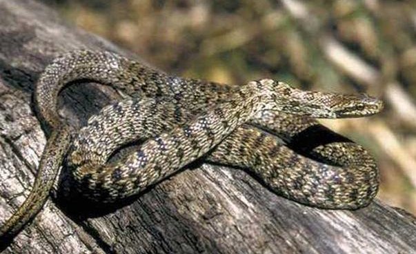 演古劝今打一动物生肖