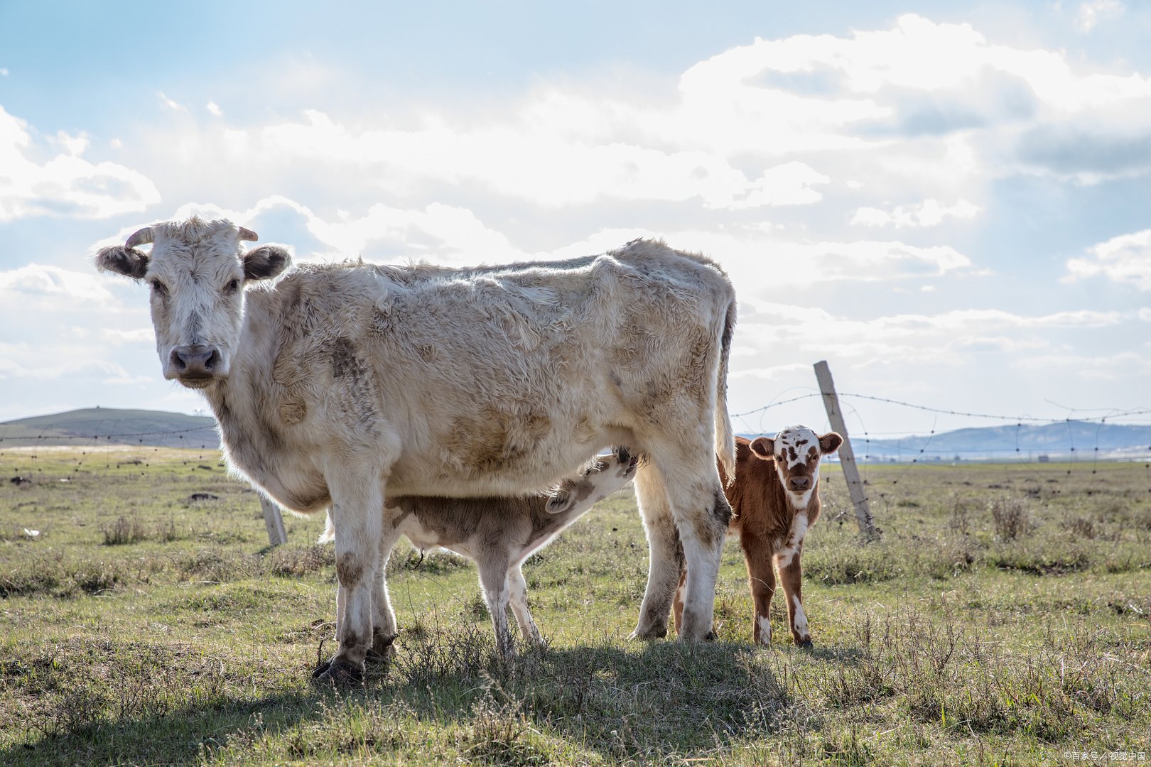 青海1小时内5次地震，在地震的时候，当地的牛羊是什么反应？