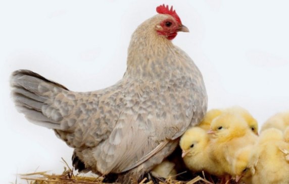 带鸡的四字成语