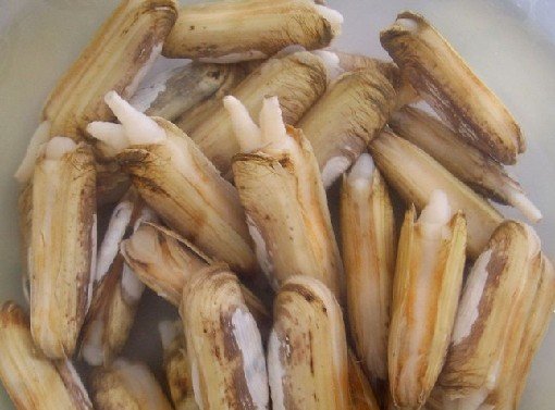 一种埋在沙滩里和舌头一样的东西是什么，会动，舌头露出水面，还有一部分和吸管一样的埋在沙子里，海边老