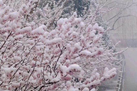 三月桃花雪句子