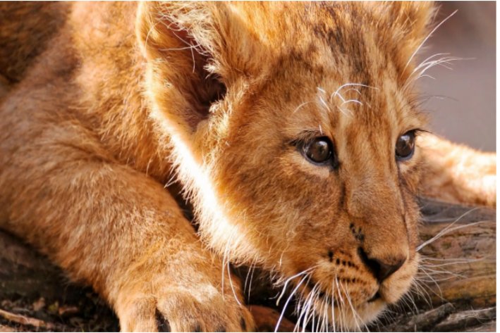 lionel的寓意是什么