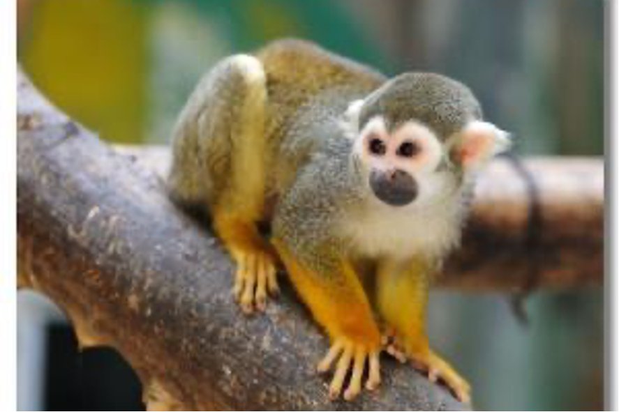 胡作非为打一生肖动物