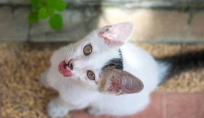 holy shit是什么意思？