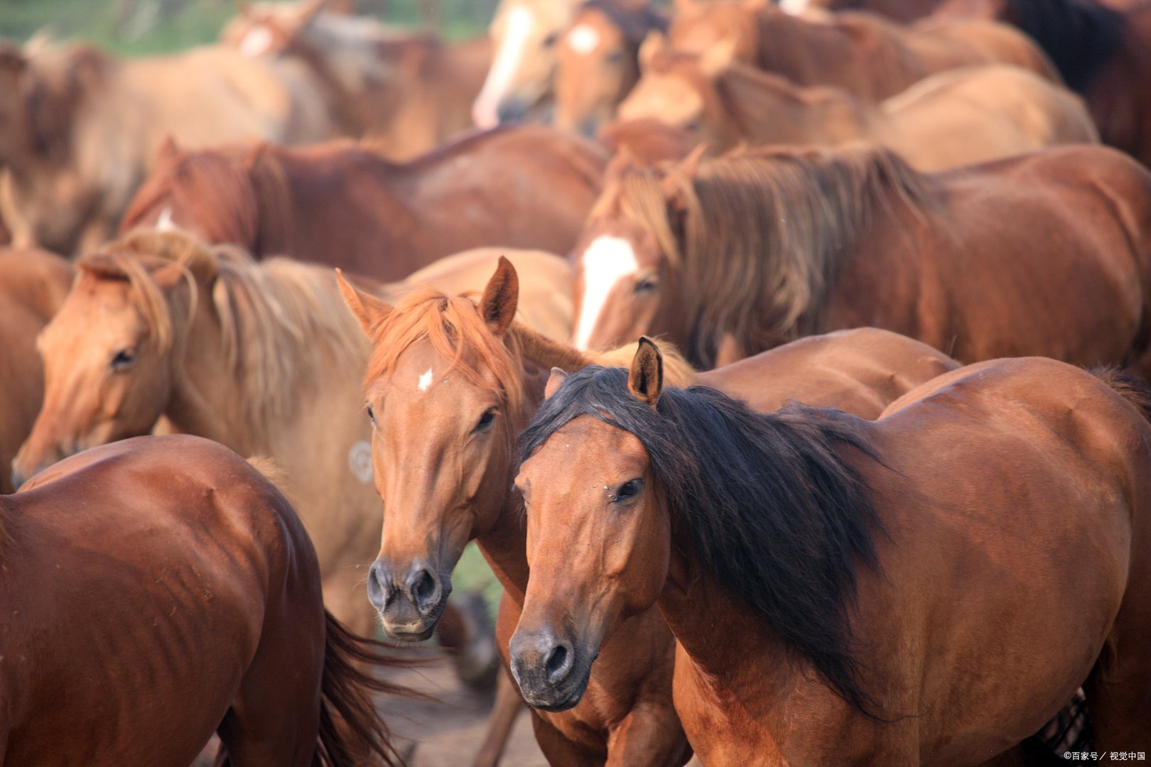 赢在起跑线，巨人肩膀上拔高事业，所向披靡的生肖有什么？