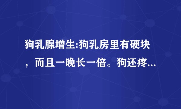 狗乳腺增生:狗乳房里有硬块，而且一晚长一倍。狗还疼，不敢趴下。
