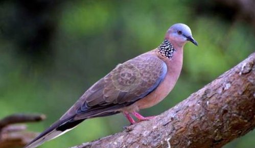 野鸽与家鸽有啥区别？