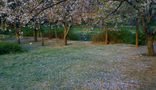 落英是什么意思