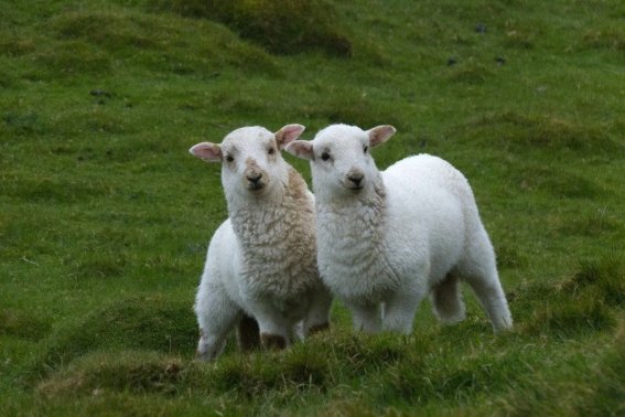 张灯结彩是什么生肖动物呢