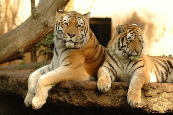 严父慈母打个生肖