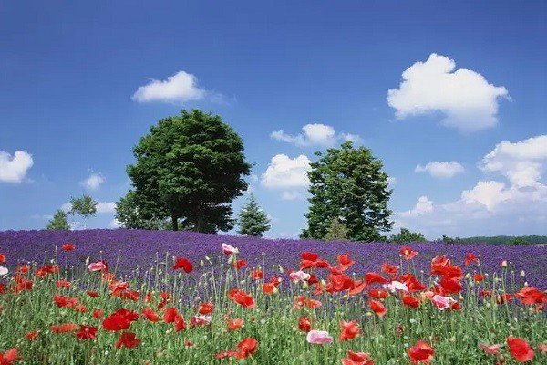 厚爱是什么意思