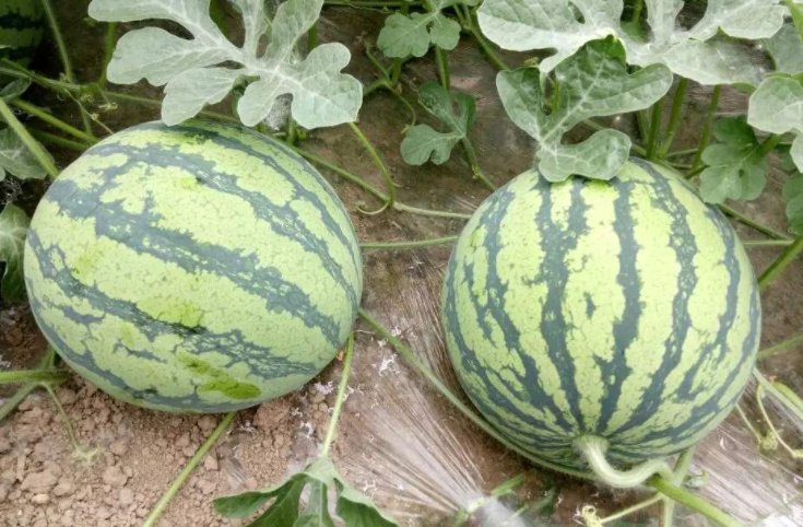 西瓜像什么写句子