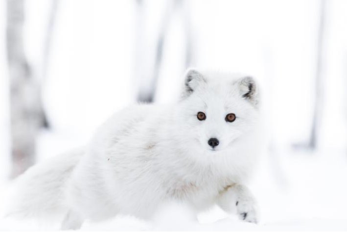 颜值最高的狐狸品种