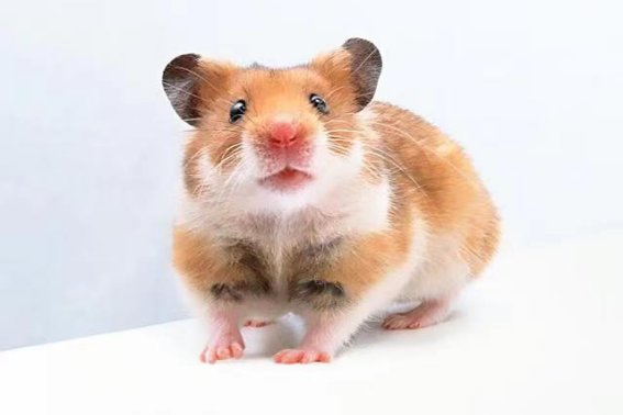 大败而逃打一生肖动物