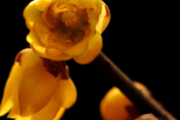 腊梅的腊是什么意思 蚂蚁庄园