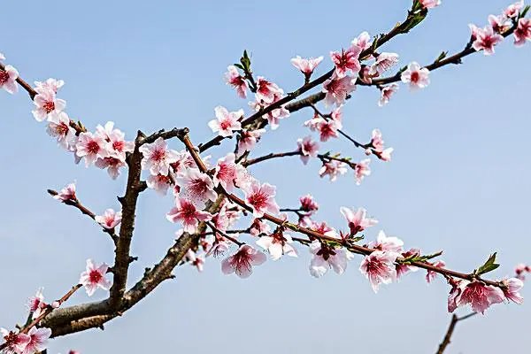 成语落英纷飞的出处是