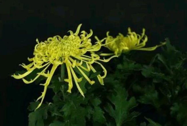 秋菊对什么对对子?