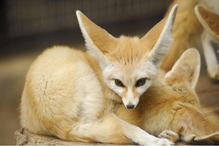 颜值最高的狐狸品种