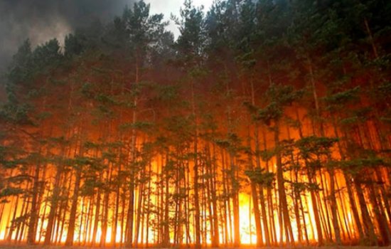 森林着火的事件有哪些？