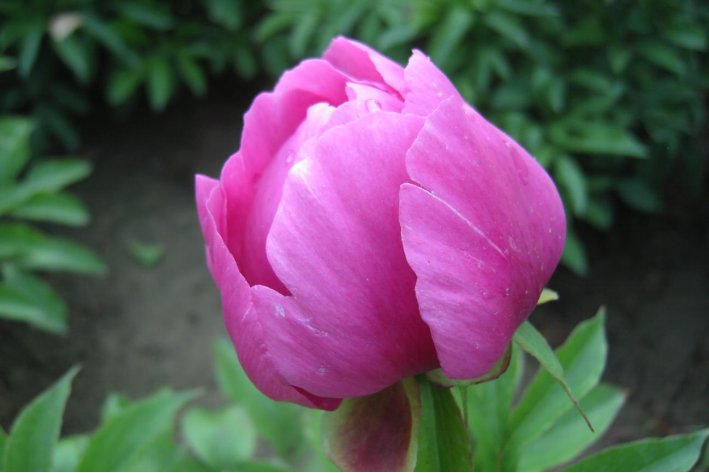 含苞待放的拼音